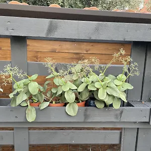 Apartment Casa Sivori Sul Di Garda Con Ampio Giardino Italien